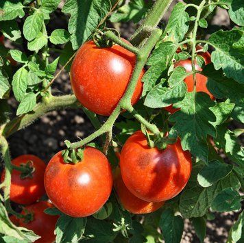 MONGOLIAN DWARF TOMATO