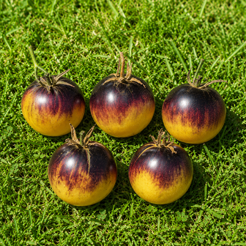 BLUEBERRY SWEET TOMATO
