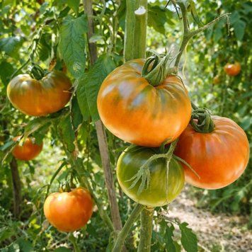 ELSER FARM&rsquo;S BROWN DERBY TOMATO