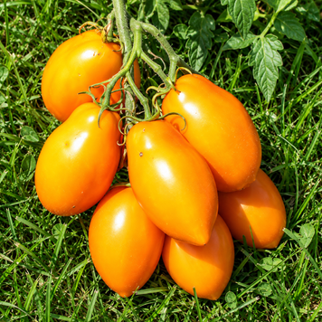 МАНГО ДЖАНГО (MANGO JANGO) M0059-5 фото
