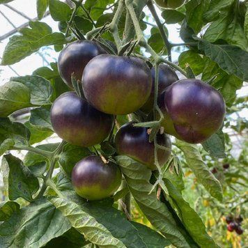 MARCHENWALD TOMATO