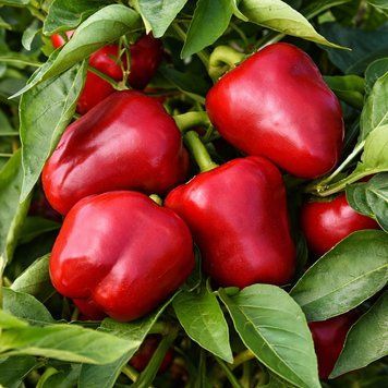SUPREMO ROSSA PEPPER