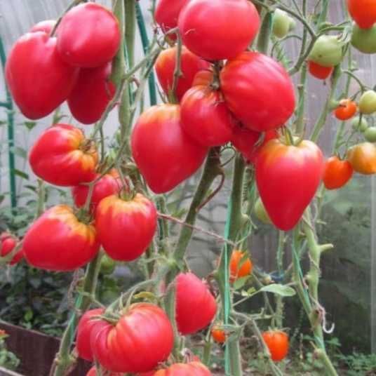 КЛУБНИКА РОЗОВАЯ НЕМЕЦКАЯ (GERMAN PINK STRAWBERRY) - малиновое