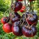 BLACK BEAUTY TOMATO