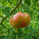 RENEGADE TOMATO