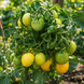 MICRO DWARF REJINA YELLOW TOMATO