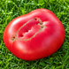 JAPANESE GIANT TOMATO