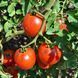 MONGOLIAN DWARF TOMATO