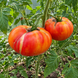 MARVEL STRIPED TOMATO