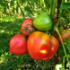 MIRACLE OF THE EARTH UKRAINIAN TOMATO