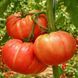 BELMONTE TOMATO