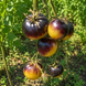 &Icirc;NGHEȚATĂ CU AFINE (BLUEBERRY SWEET) 2095G foto 2
