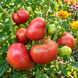 DWARF DAINTY&nbsp;ISABEL TOMATO
