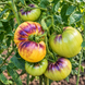 GREAT WHITE BLUES TOMATO