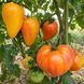 ISOLNER BICOLOR TOMATO