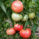 K-55 ALTAY TOMATO