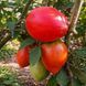 KUKLAS&rsquo;S PORTUGUESE HEART TOMATO