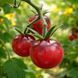 MAGIC LIGHT TOMATO