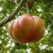 RENEGADE TOMATO