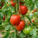 SOJOURNER SOUTH AMERICAN TOMATO