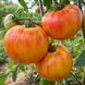 TUXHORN RED AND YELLOW TOMATO