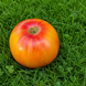 TUXHORN ROT-GELB (TUXHORN RED AND YELLOW)