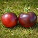 WILD CARD BLUES TOMATO
