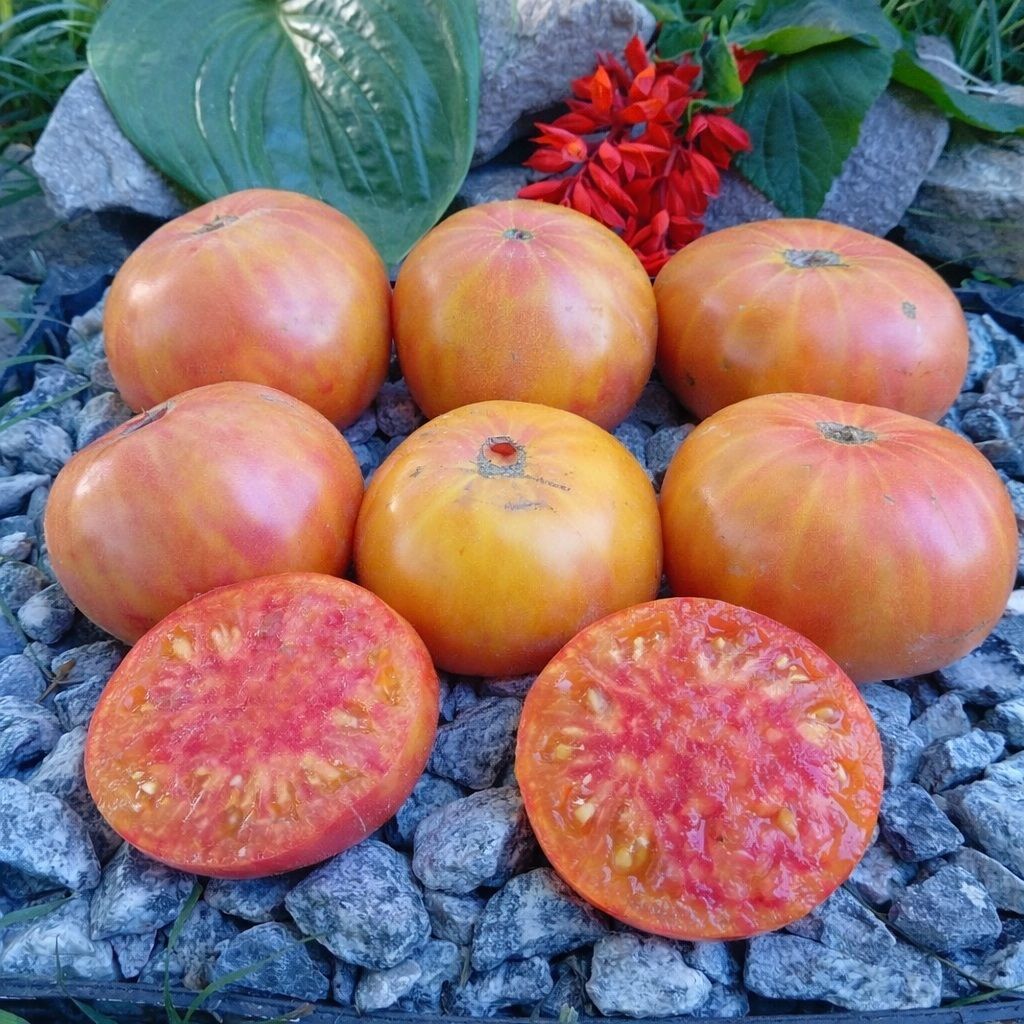 Tomato Riddles ЗАГАДКА ПРИРОДЫ ТОМАТ