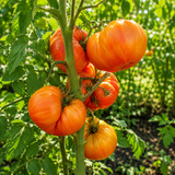 ALLEGHENY SUNSET TOMATO