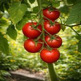 BULL&rsquo;S EYE TOMATO