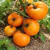 DMITRIEV ORANGE GIANT TOMATO