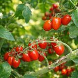 DWARF ROOM SURPRISE TOMATO