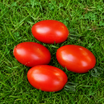 BULL&rsquo;S EYE TOMATO