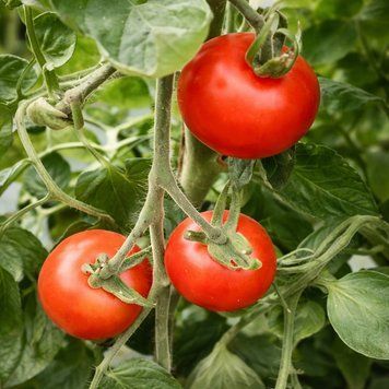 BESSER TOMATO