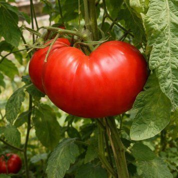 BIG ZAC MAC COY TOMATO