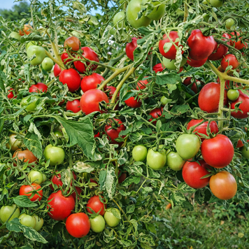 DWARF SHIMOFURI TOMATO