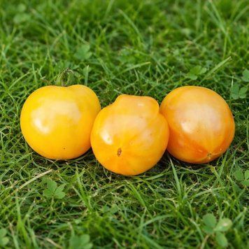 PRANKSTER YELLOW TOMATO