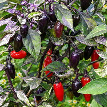 FLASH VIOLET (PURPLE FLASH)
