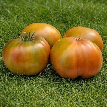 RUSTED SOUL TOMATO