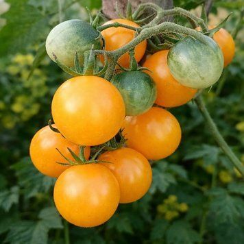 SHAMPAN CHERRY TOMATO
