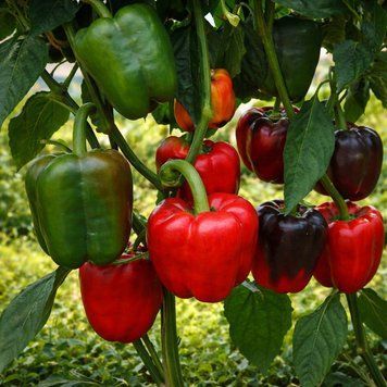 SOLOMON PEPPER