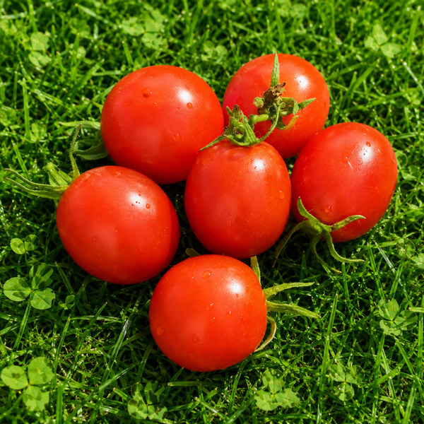 GALAPAGOS TOMATO