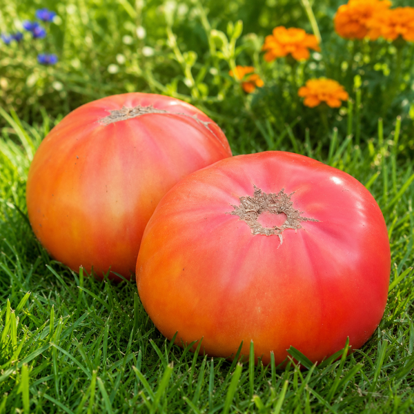 ПОСМІШКА КРІСТІНИ (CHRISTINA SMILE) 11722-733G фото