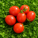 GALAPAGOS TOMATO