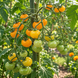 REINHARD'S GOLDKIRSCHE TOMATO