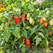 DWARF ROOM SURPRISE TOMATO