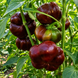 TOMATENPAPRICA CHOCOLATE PEPPER