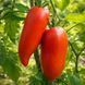 ALTER KOMMUNIST TOMATO