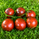 DISTANT COSMOS TOMATO