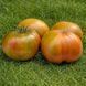 RUSTED SOUL TOMATO